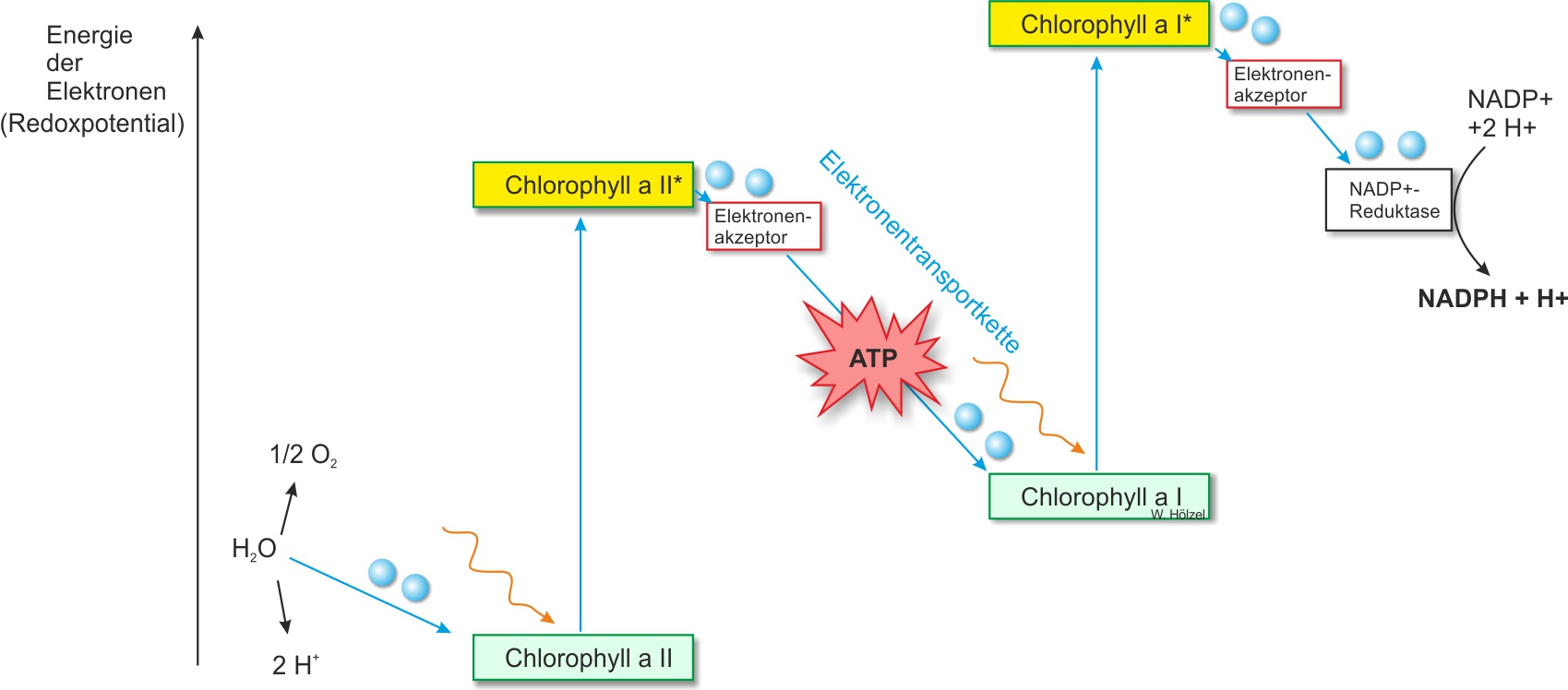 Diagramm: Z-Schema der Lichtreaktion (Energiegehalt schematisch dargestellt)